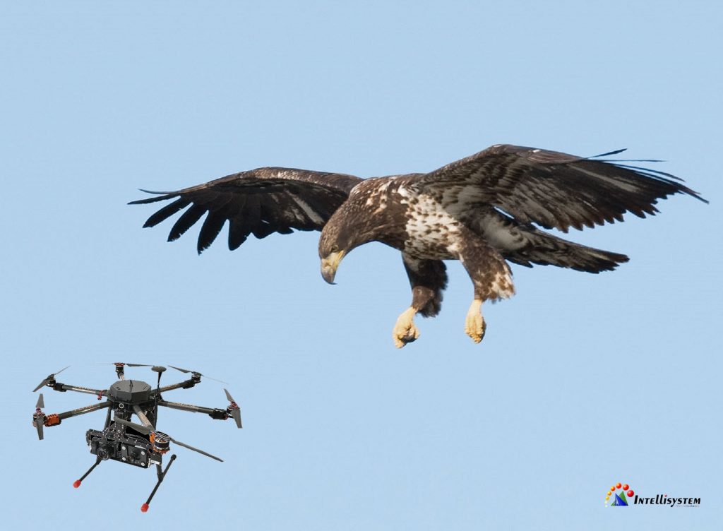 Aquila cattura drone - Intellisystem